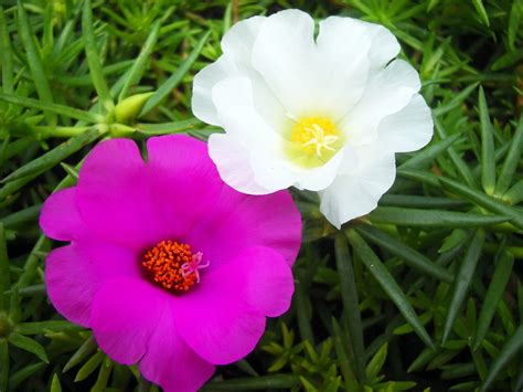 Portulaca Grandiflora Vietnam Fotografie Gratuit Pe Pixabay