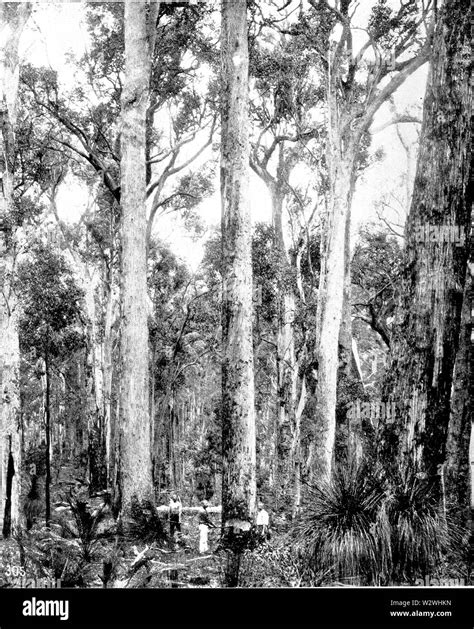 jarrah forest  res stock photography  images alamy