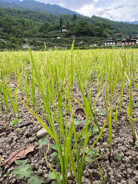 Rice Ear Cutting Caterpillar Oriental Armyworm Pests Of Bhutan