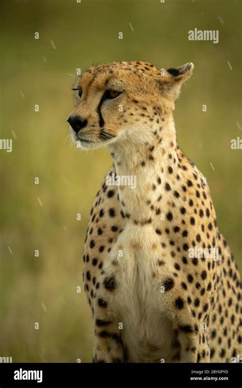 Close Up Of Cheetah Sitting Staring In Rain Stock Photo Alamy