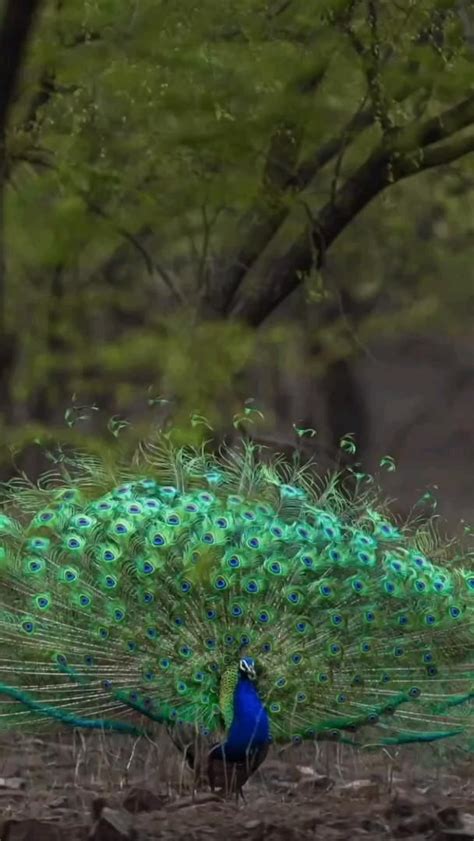 Pin By Daniyal On Pins By You Jungle Photography Nature Photography