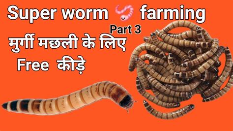 How To Care For Superworms Superworm Breeding Training In Indianature