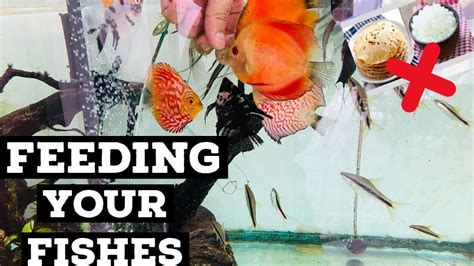 Choosing Right Fish Food For Aquarium Fish How To Feed Your Aquarium