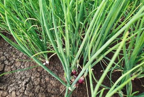 Budidaya Bawang Merah Tss Untungkan Petani Kementan Dorong Teknologi