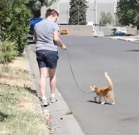 如何科学遛猫 知乎