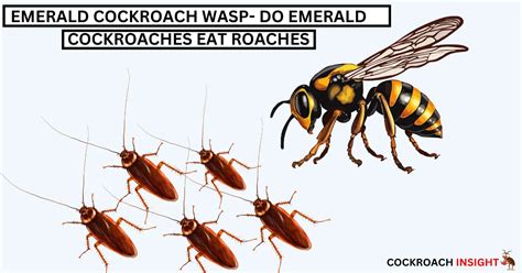 What Eats Cockroaches? | Meet The Natural Predators 14