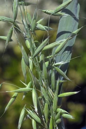 Ffa Agronomy Crop Identification Flashcards Quizlet