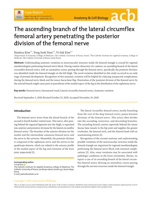 Pdf The Ascending Branch Of The Lateral Circumflex Femoral Artery Penetrating The Posterior