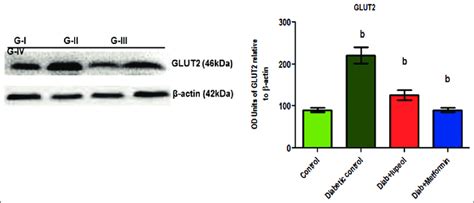 Effect Of Lupeol On Glut Protein Expression In The Liver Of Type