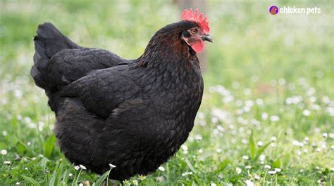 Marans Chicken Breed. What is it? - Chicken Pets