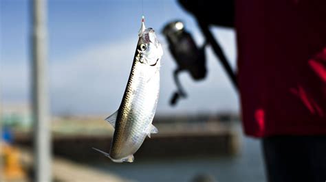 Herring festival in Hvide Sande | Visitvesterhavet