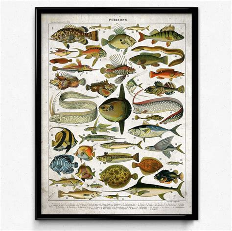 Saltwater Fish Vintage Print 1 Instant Download Saltwater Etsy Fish