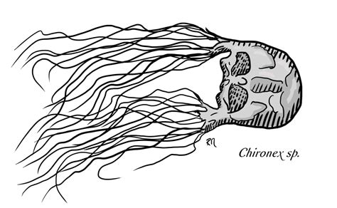 How to Survive a Box Jellyfish Sting (According to Science)