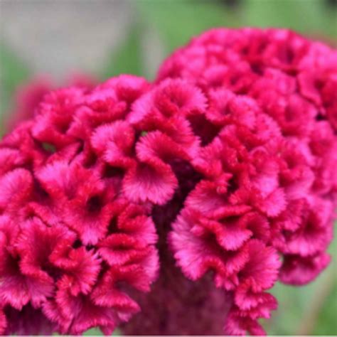 Pianta Celosia Argentea Coltivazione E Cura Celosia Celosia