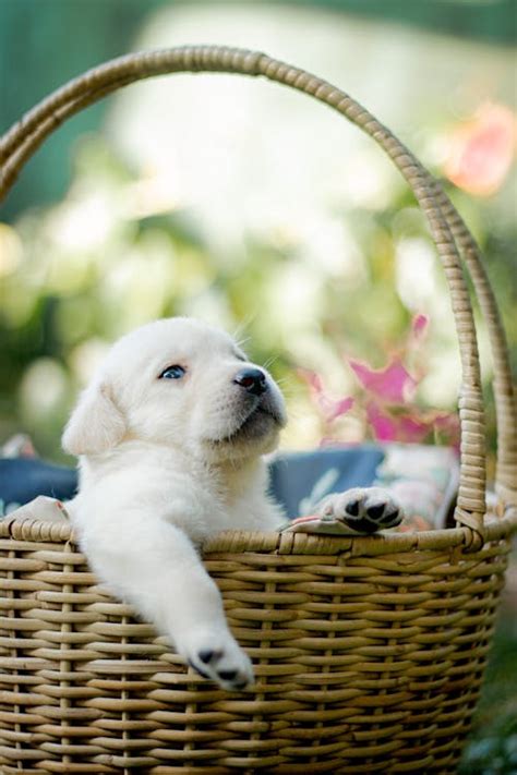 Labrador Puppy in Basket · Free Stock Photo