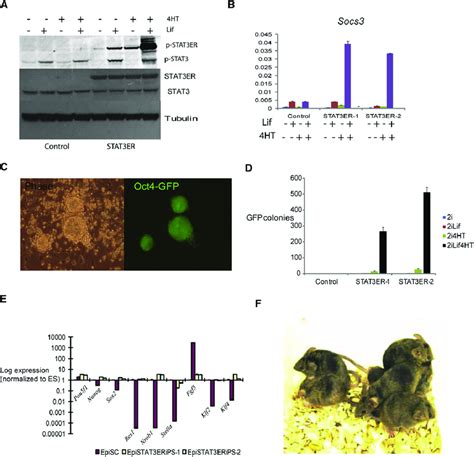 Reprogramming EpiSCs By Tamoxifen Activation Of Stat3ER T2 A