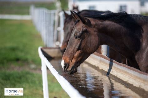 Horse Care 101 Proven Tips For Handling And Loving Them