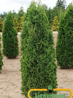 Thuja Occidentalis Degroots Spire Baumschule Lienemann