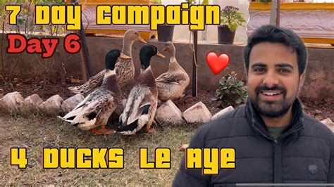 Hum 4 New Ducks Le Aye 🦆🦆🦆🦆 Campaign Day 6 Youtube