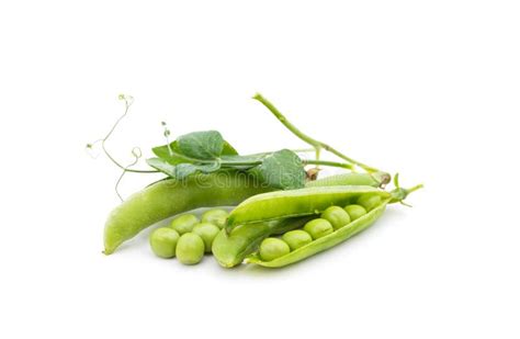 Green Pea Pods With Leaves Stock Image Image Of Healthy 230588831