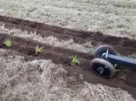 Implemento Agrícola Transplantadora de Mudas de Cana Agrimec YouTube