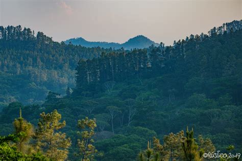 Caribbean Pine From San Juan Cotzoc N Oax M Xico On August