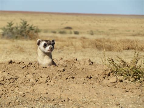 Endangered black-footed ferrets released on Heartland Ranch - Rewilding