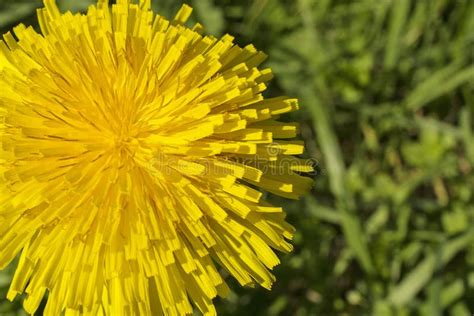 Spring Nature Explosion Stock Image Image Of Outdoor 219836835