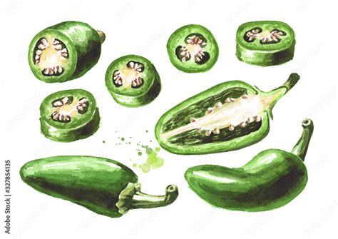 Jalapeno Green Hot Chili Green Pepper Whole Pods Chopped Halved And Sliced Set Hand Drawn