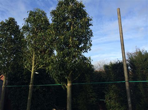 Prunus Lusitanica Angustifolia Portuguese Laurel Myrtifolia Practicality Brown