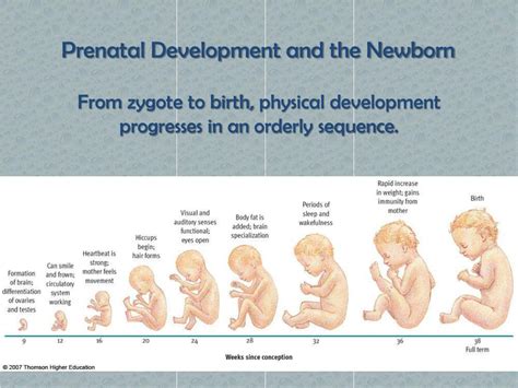 Ppt Development Through The Lifespan Powerpoint Presentation Free