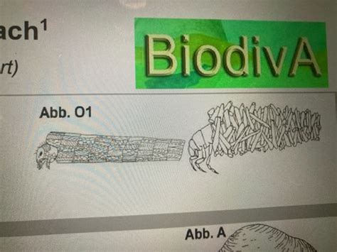 Kbw Biodiversit T Karteikarten Quizlet