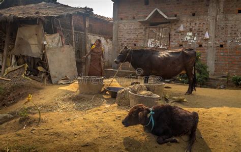 Indian Rural Village In West Bengal With Mud Huts Poultry And Tribal