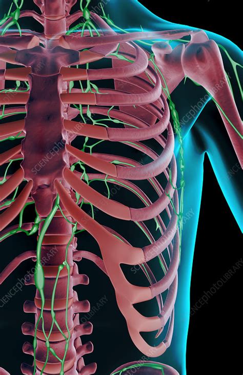 The Lymph Supply Of The Shoulder Stock Image F Science