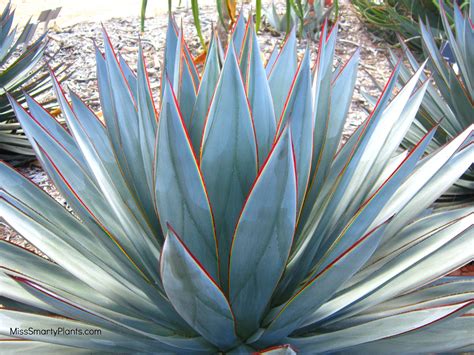 Agave Blue Glow — Manning Valley Succulent Garden