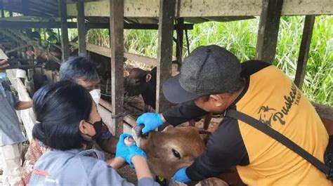 Upaya Peternak Di Indonesia Untuk Menekan Penyebaran Wabah Pmk