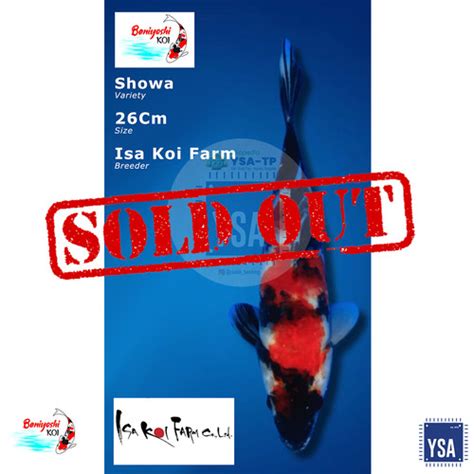 Jual Ikan Koi Showa Import Isa Farm Size 26cm Sertifikat Isa Farm