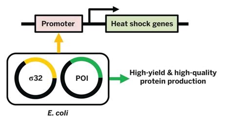 Hijacking Bacteria’s Heat-Shock Response Could Boost Protein Production