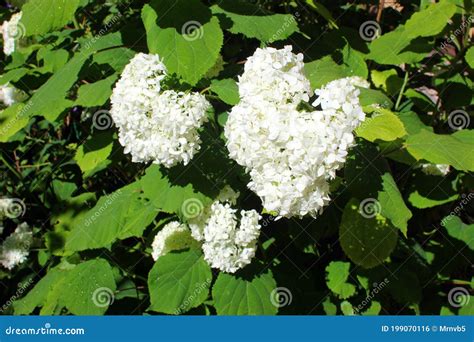 Blooming White Hydrangea Garden Hydrangea Bush Stock Photo Image Of