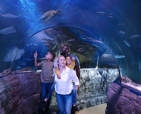 Visit Aquarium In London | SEA LIFE London