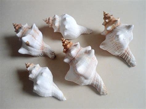 Aaa Large Natural Winding Conch Shells Decorate Shooting Props Etsy