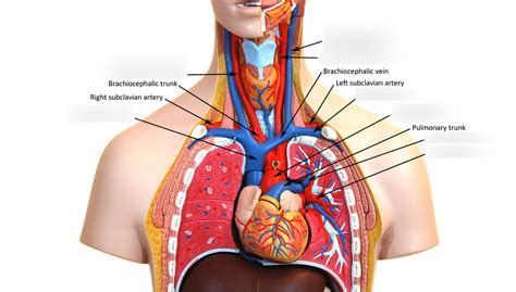 Chapter 21 Altay Torso Model Diagram Quizlet