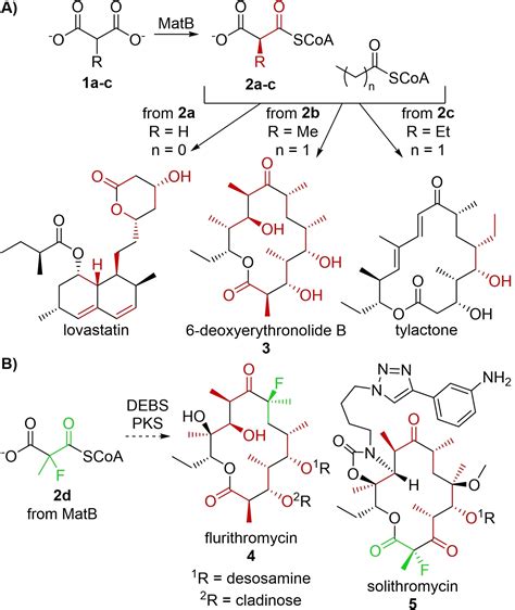 Engineering Of A MalonylCoA Ligase For Production Of Fluorinated