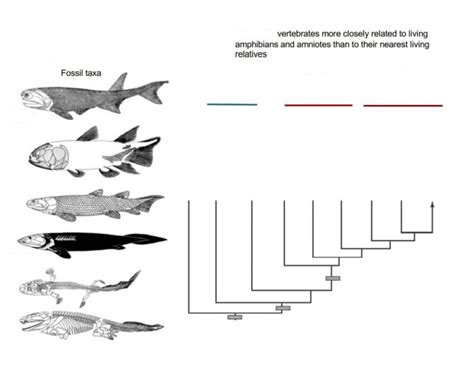 Fish Phylogeny Quiz 