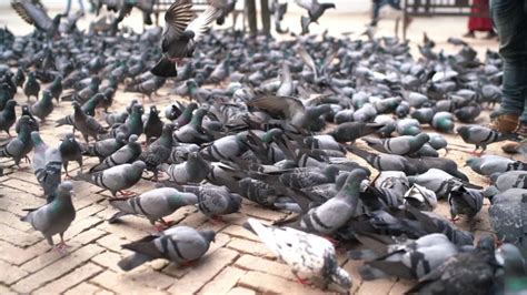 Man Feeding Pigeon In Town Image Free Stock Photo Public Domain