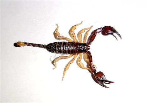 Scorpion - Spirit Animal Totems