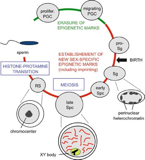 2 Epigenetic transitions and chromatin dynamics in male germ cells ...