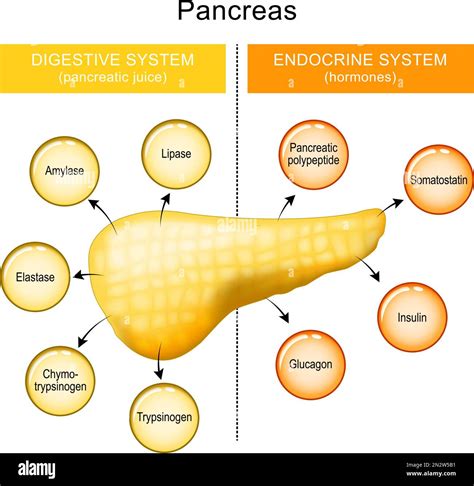 Pancreas function. internal organ of a digestive and endocrine systems. pancreatic juice and ...