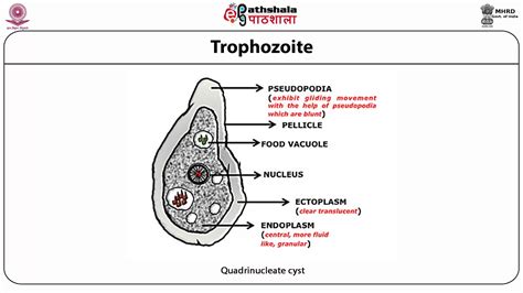 Entamoeba Histolytica Morphology