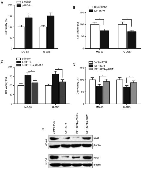 HIF1αinduced upregulation of lncRNA UCA1 promotes cell growth in